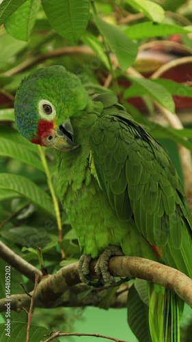 Beautiful parrot in the jungle, Costa Rica. Tropical Travel. Wanderlust.