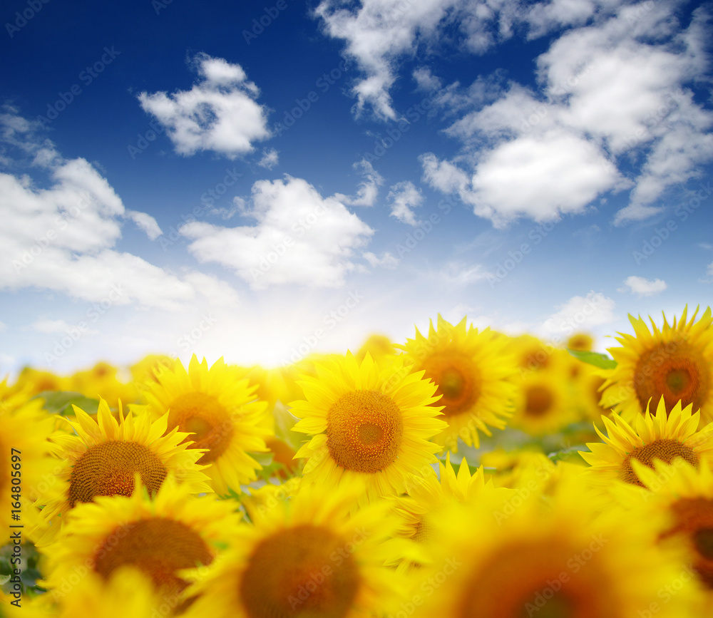 Fototapeta premium sunflowers and sun