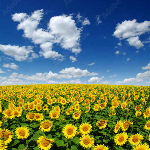 field of blooming sunflowers