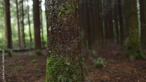 Forest trees