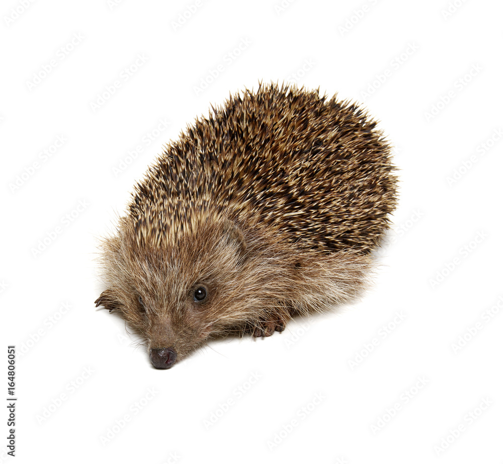 Hedgehog isolated on white Hedgehog isolated on white