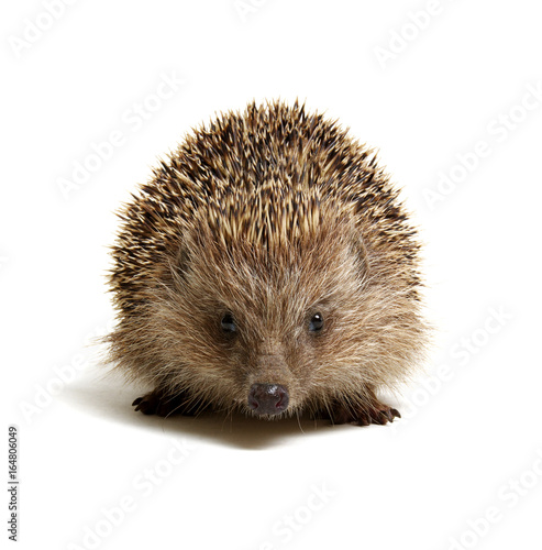 Hedgehog isolated on white