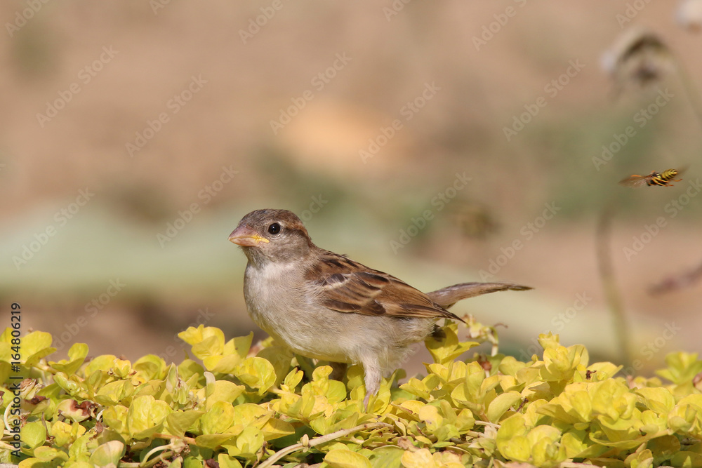 Fototapeta premium Young passer domesticus