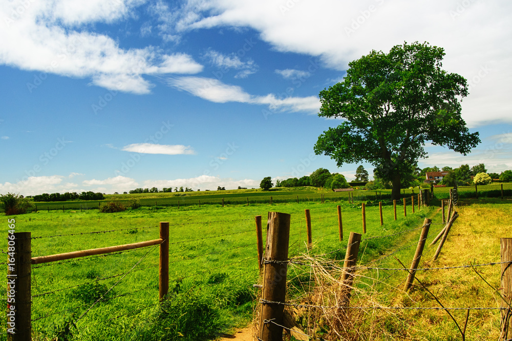 Field with big tree. Countryside landscape.