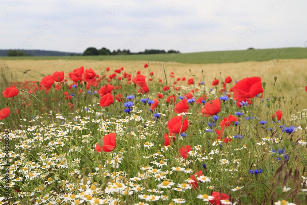 Naklejka premium Mohnblüten