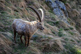 Alpine Ibex - Capra ibex, Alps, Austria