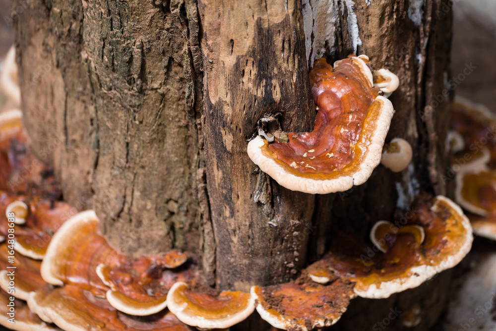 Daedaleopsis confragosa growing on sallow wood in the forest. Daedaleopsis confragosa growing on sallow wood in the forest.