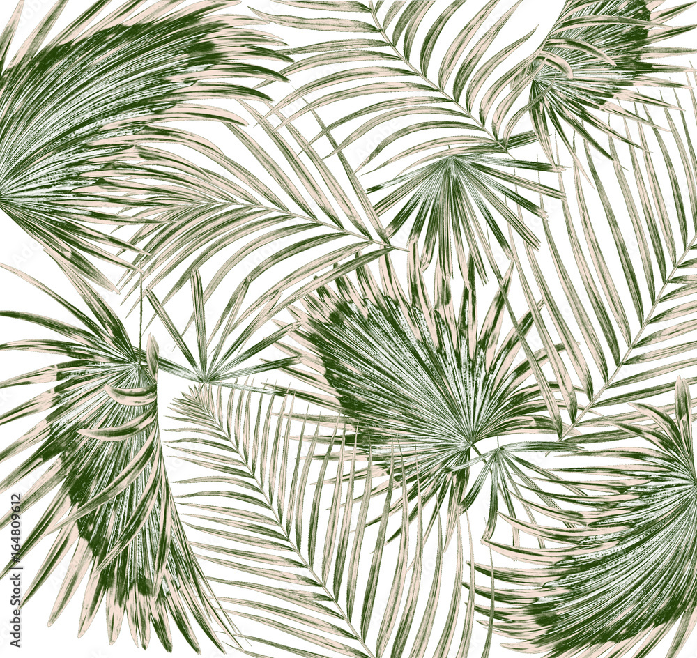 Fototapeta premium green leaf of palm tree on white background