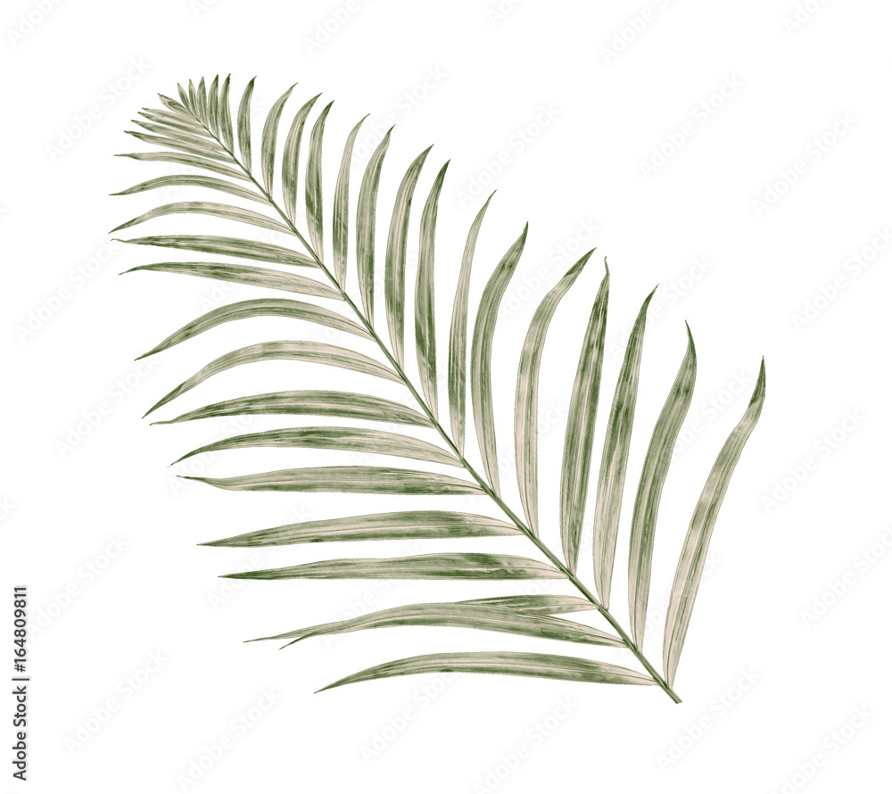 Green leaves of palm tree isolated on white background Green leaves of palm tree isolated on white background