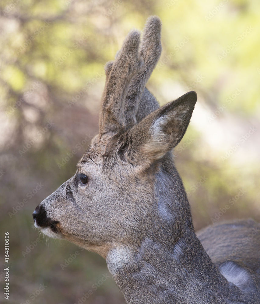 Fototapeta premium Roe deer (Capreolus capreolus). Deer in forest environment in Sweden.
