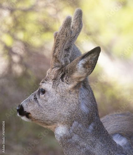 Roe deer (Capreolus capreolus). Deer in forest environment in Sweden.