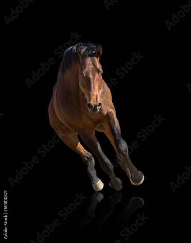 Bay horse runs forward isolated on black background