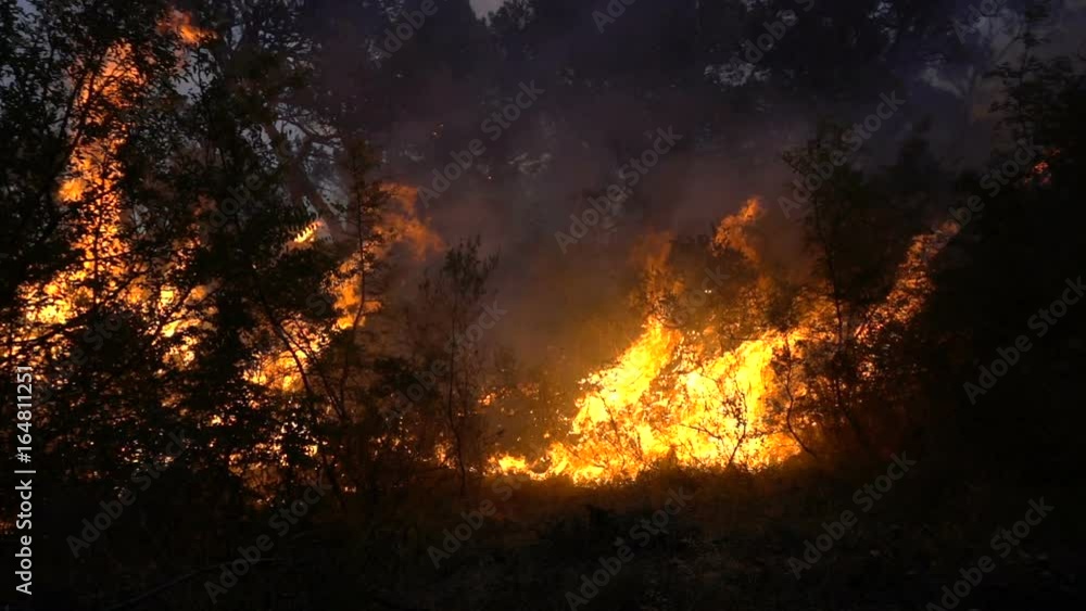 Fire storm in the forest at dusk Fire storm in the forest at dusk