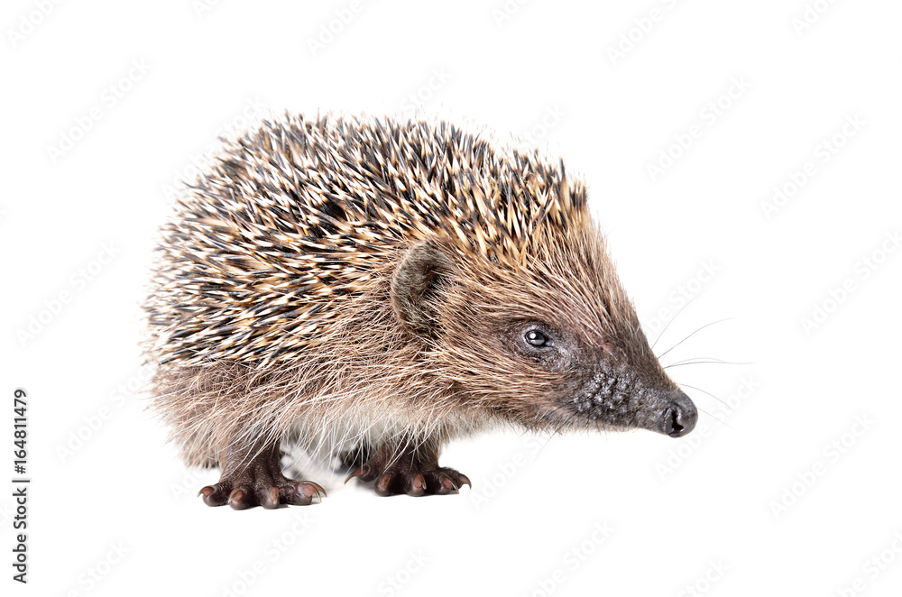 Portrait of a curious sniffing hedgehog, isolated on a white background Portrait of a curious sniffing hedgehog, isolated on a white background