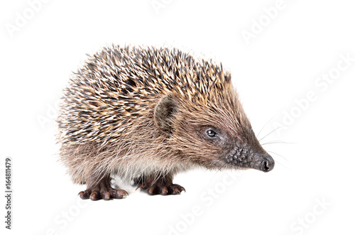 Portrait of a curious sniffing hedgehog, isolated on a white background