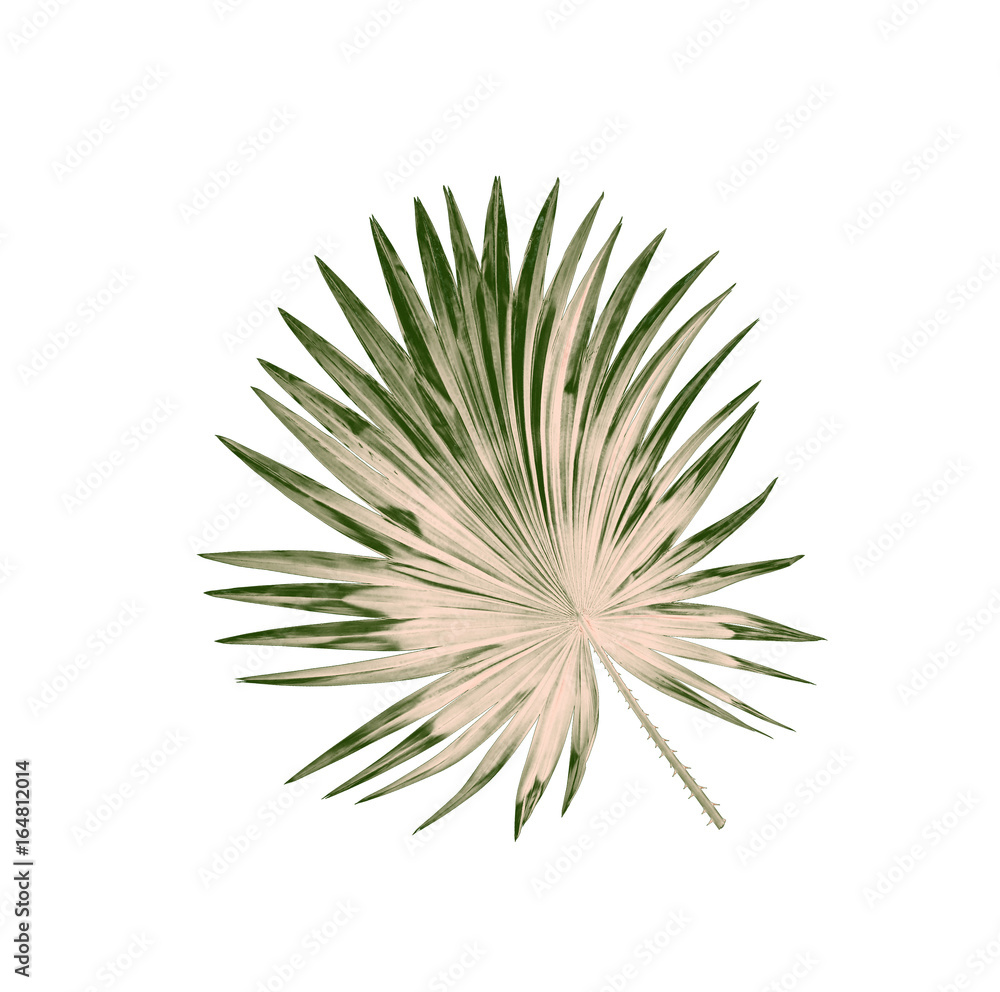 Green leaves of palm tree isolated on white background