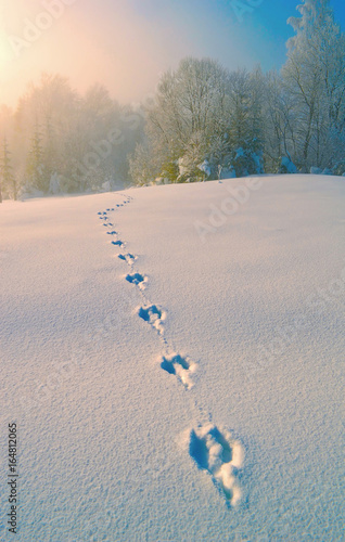 Roe deer tracks on the deep snow. Foggy morning in winter forest