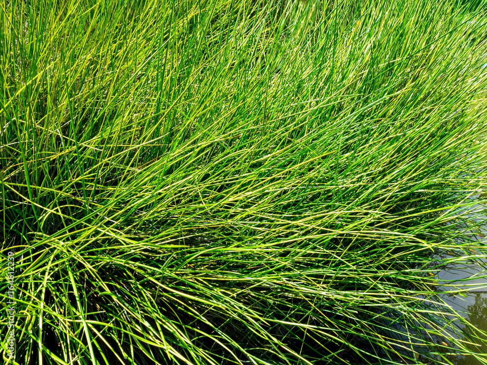 Needle shaped leaves of aquatic Sedge weed Needle shaped leaves of aquatic Sedge weed