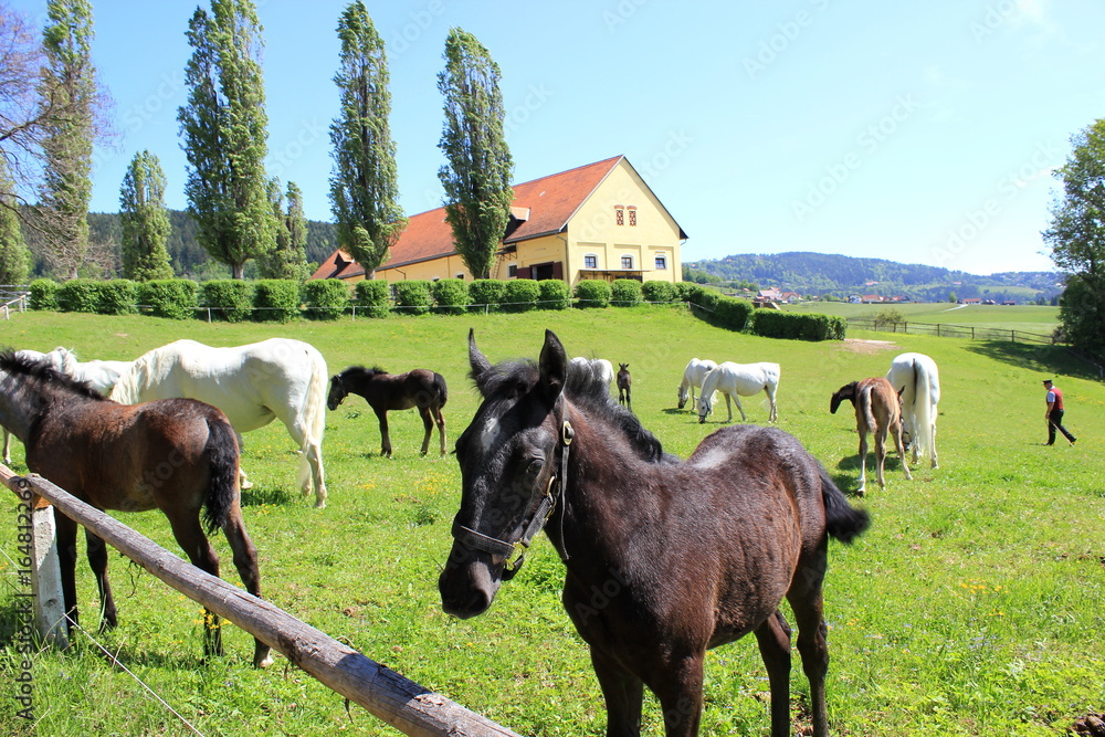 Fototapeta premium Lipizzaner: Dunkles Fohlen auf einer Weide