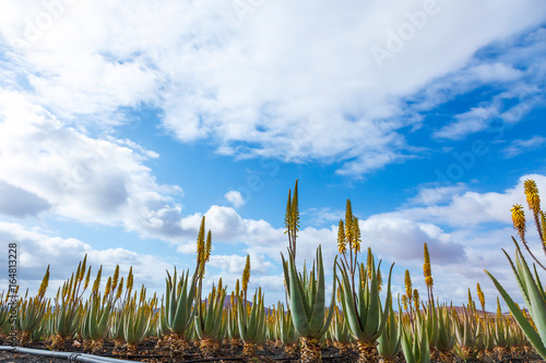 Aloe vera farm plantation photo