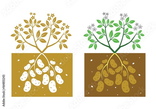 potato plant with leaves and tubers