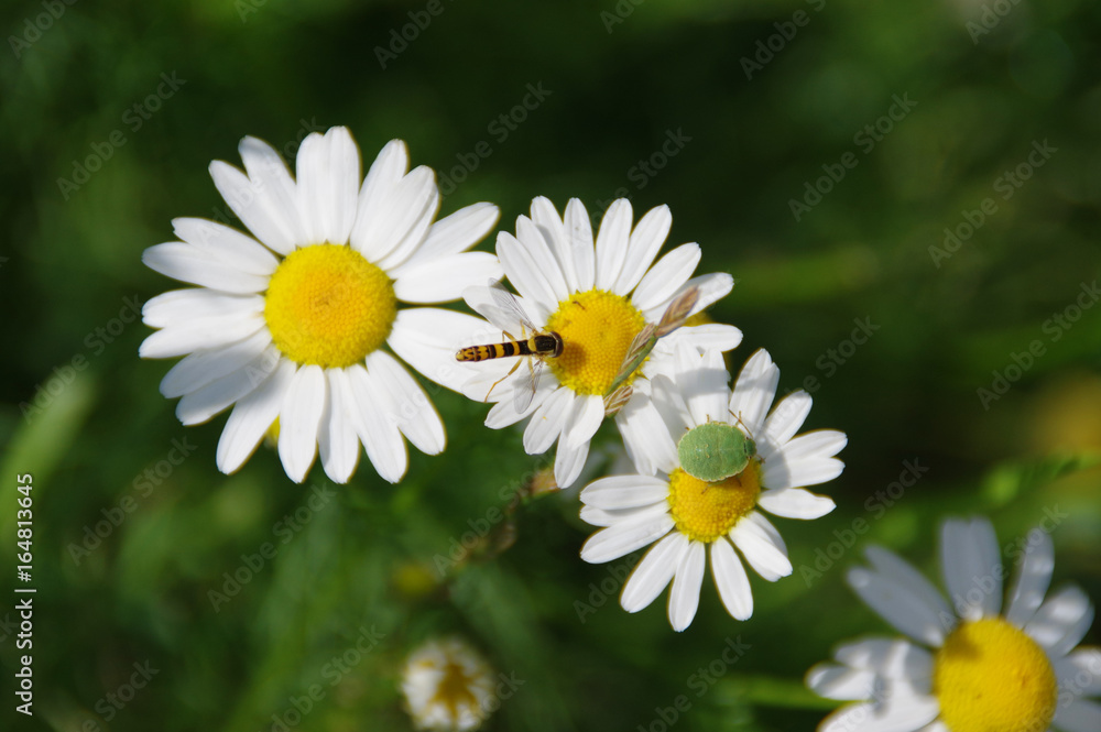Wasp - shield bug - daisy Wasp - shield bug - daisy