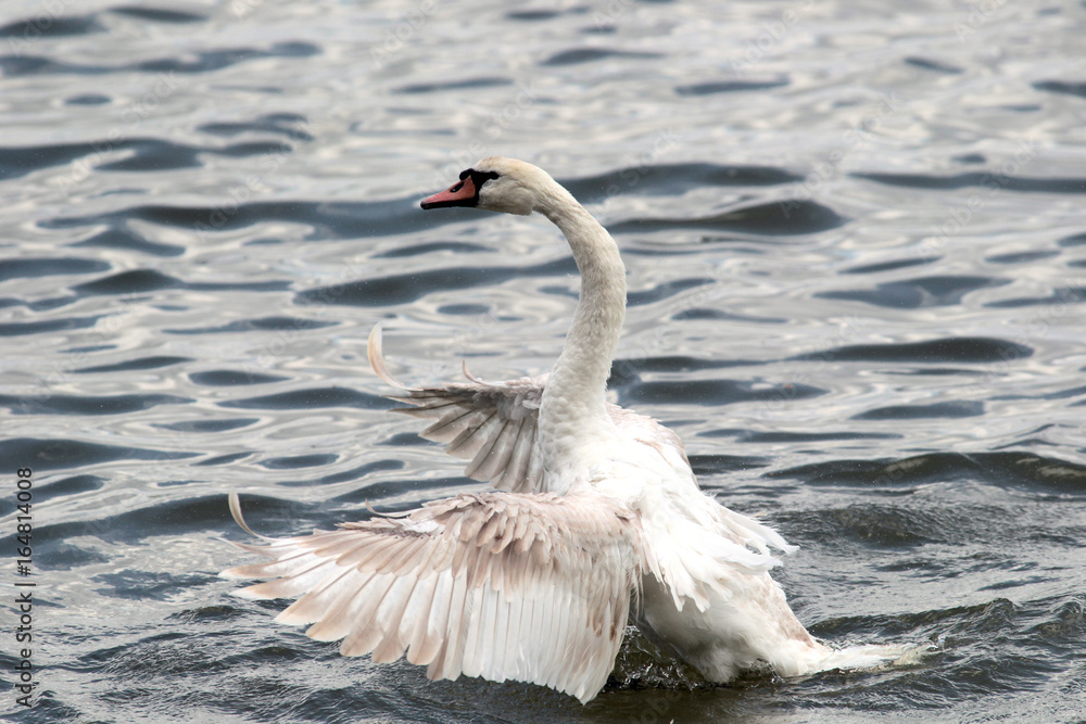 Fototapeta premium Mute swan (Cygnus olor) spreads its wings on Danube river in Zemun, Belgrade, Serbia.