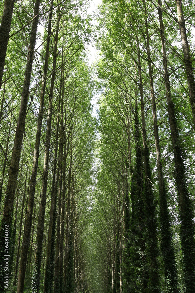Naklejka premium Tree Line Path , France