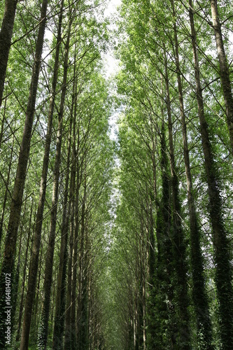 Tree Line Path   France