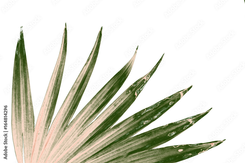 Fototapeta premium Green leaves of palm tree isolated on white background
