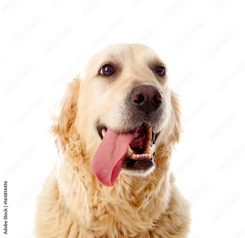 Beautiful Golden Retriever dog Beautiful Golden Retriever dog