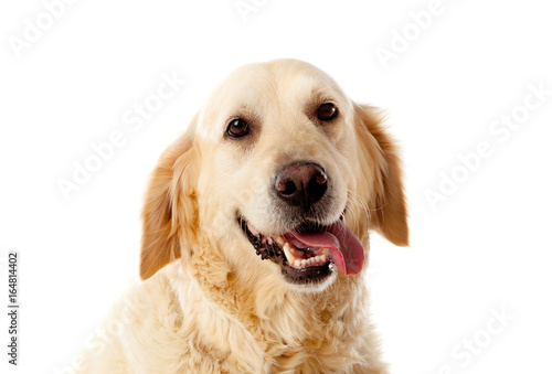 Beautiful Golden Retriever dog © Gelpi