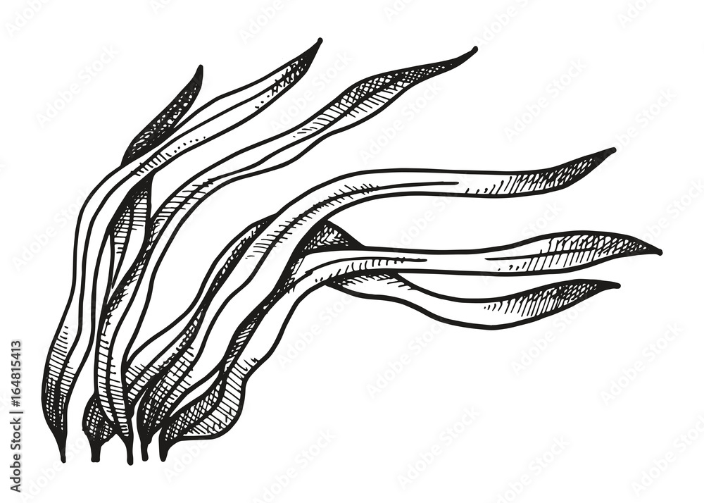 Aquatic Plants Drawing