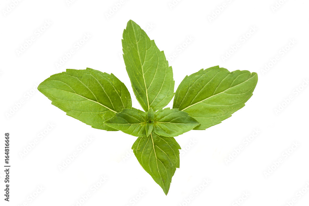 Basil Basil