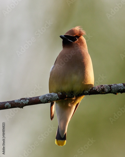 Cedar waxwing perches on a tree branch at Shirleys Bay, Ottawa, Ontario photo