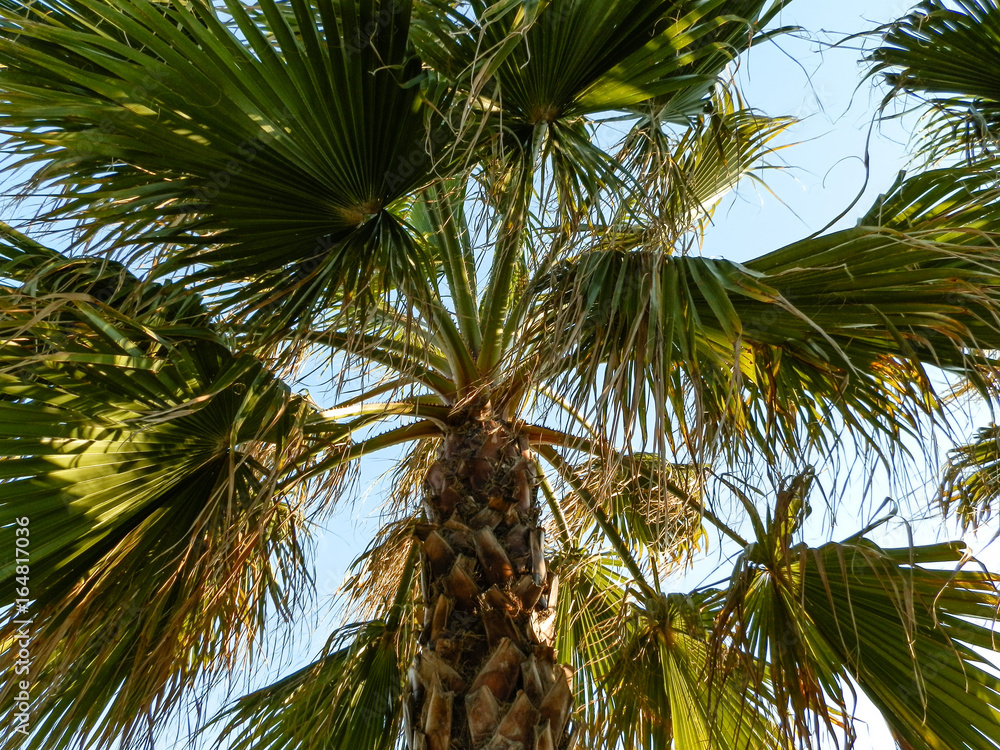 Palm tree on beach of Turkey