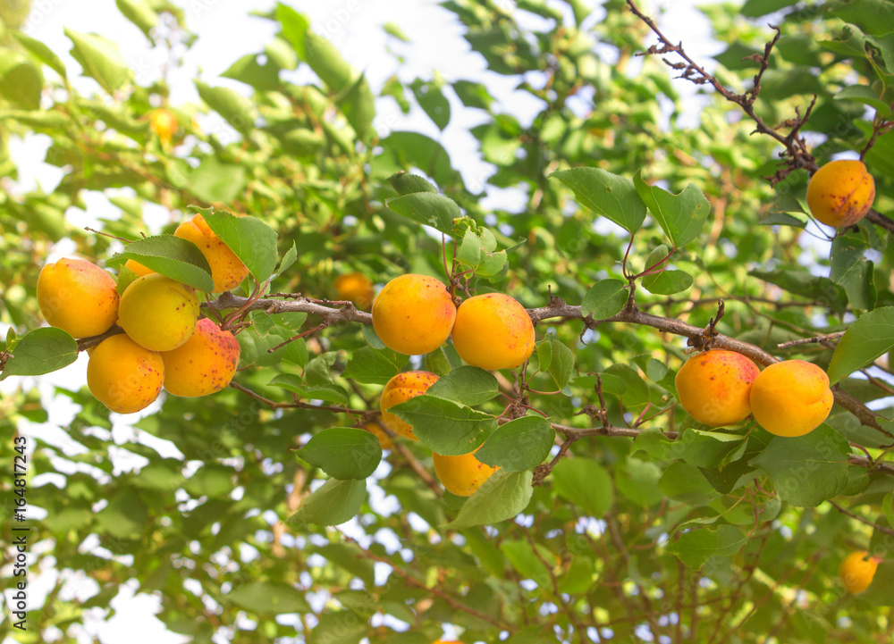 A lot of ripe apricots on a branch of a fruit tree