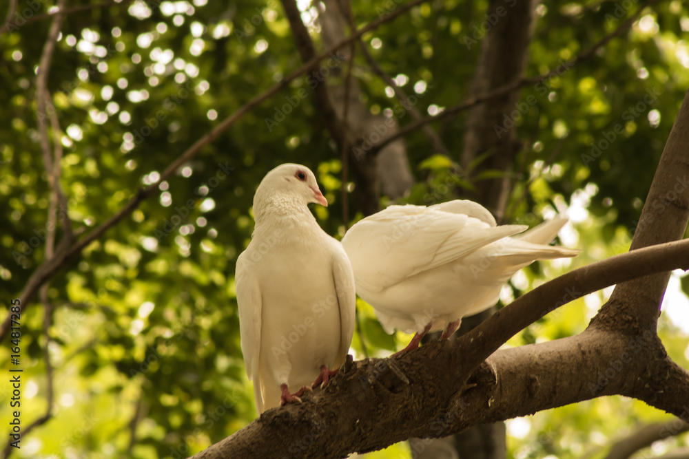 Obraz premium pigeons on natural background