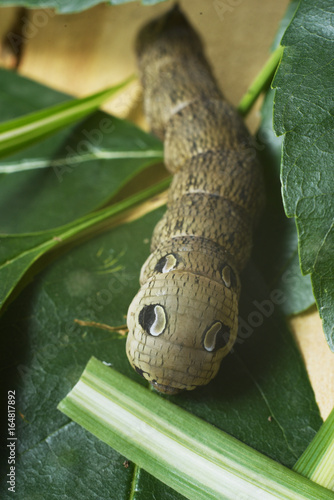 Deilephila elpenor photo