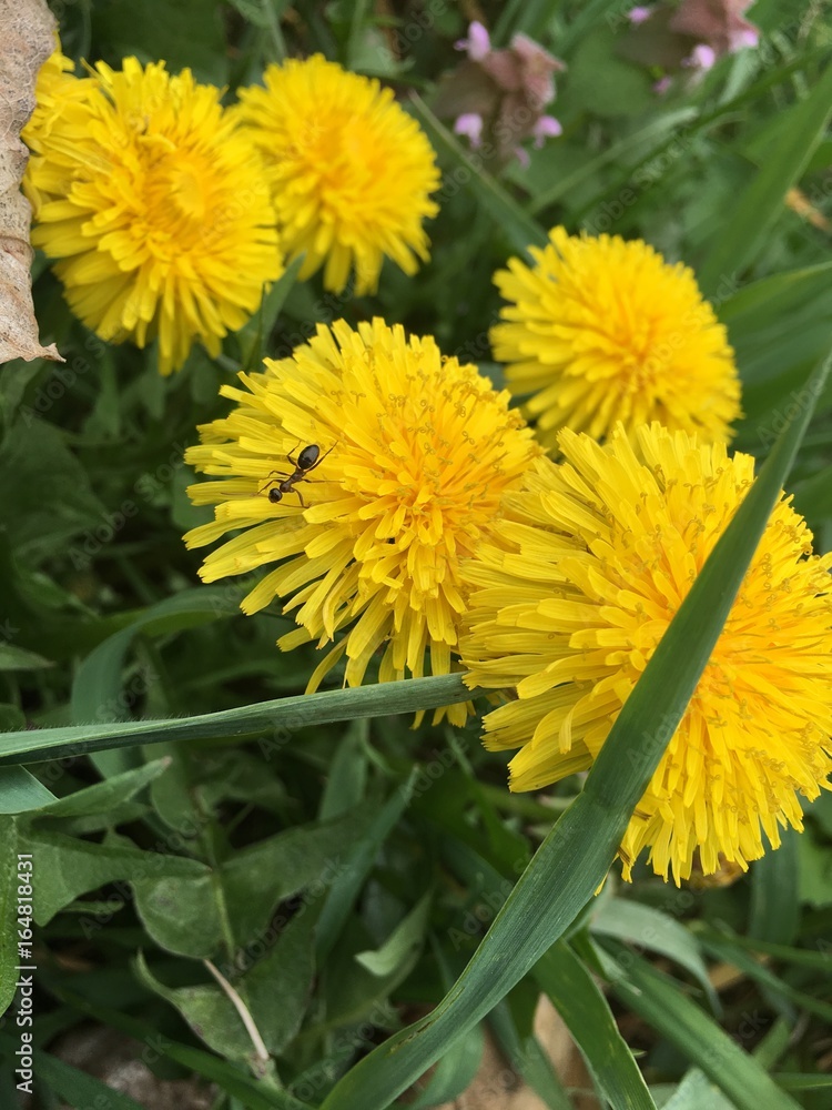 Naklejka premium ant on a dandelio