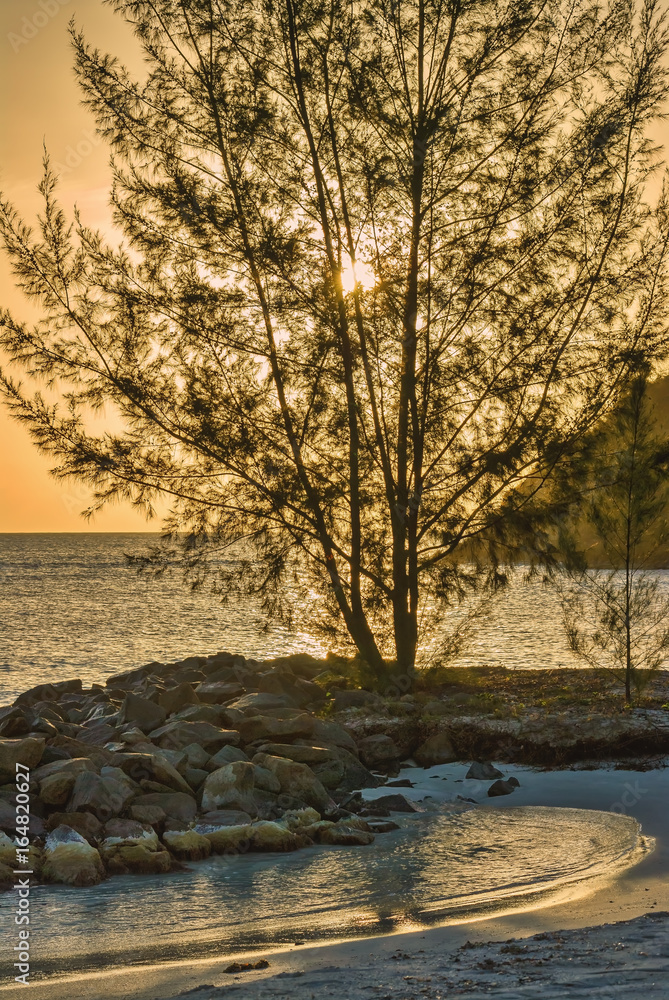 Silhouette of coastal tree and sunset sky in Antigua island Silhouette of coastal tree and sunset sky in Antigua island