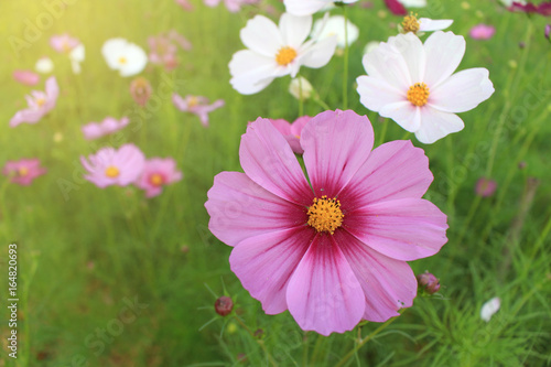 pink and white flowers cosmos bloom beautifully to the morning light.