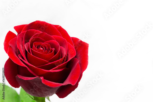 Fresh red flower  isolated on white