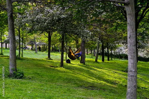 Canvas Print Hammock in orchard