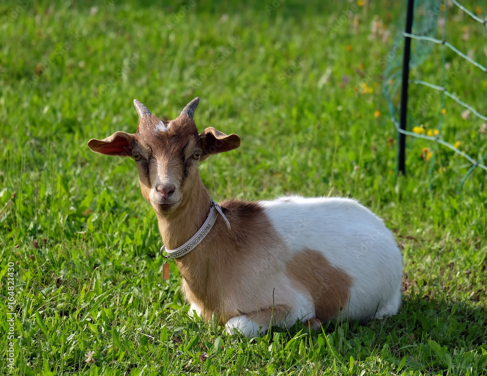 Junge Ziege