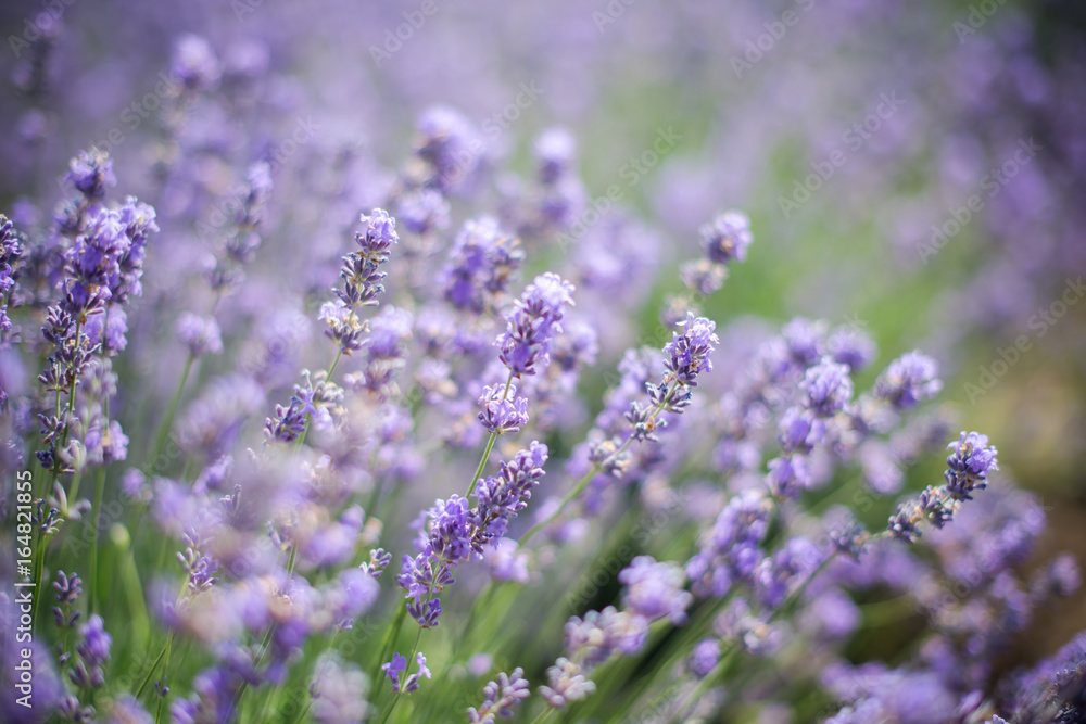 Lavender bushes closeup on sunset. Sunset gleam over purple flowers of lavender. Bushes on the center of picture Lavender bushes closeup on sunset. Sunset gleam over purple flowers of lavender. Bushes on the center of picture