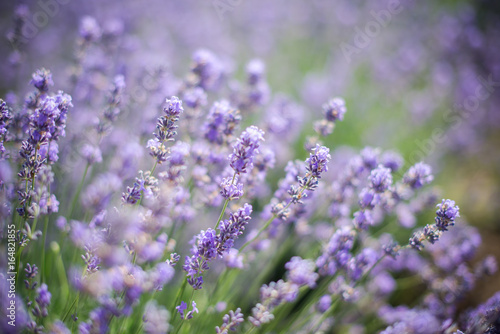 Fototapeta Naklejka Na Ścianę i Meble -  Lavender bushes closeup on sunset. Sunset gleam over purple flowers of lavender. Bushes on the center of picture 