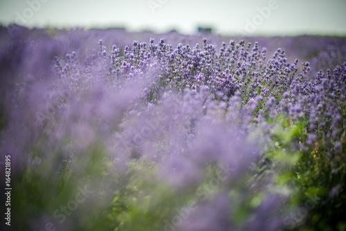 Lavender bushes closeup on sunset. Sunset gleam over purple flowers of lavender. Bushes on the center of picture 