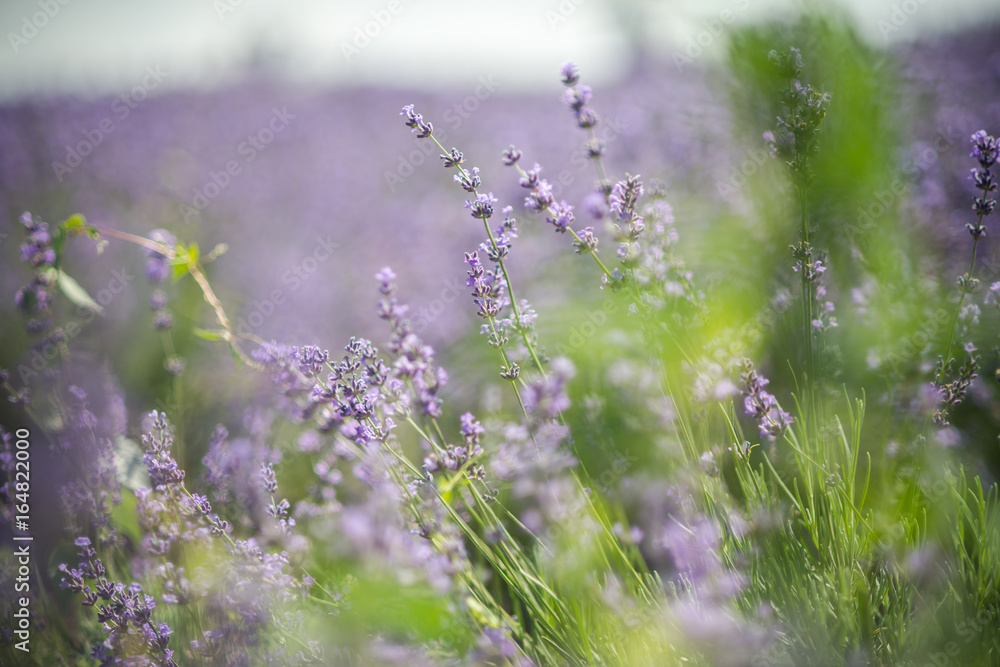 Fototapeta premium Lavender bushes closeup on sunset. Sunset gleam over purple flowers of lavender. Bushes on the center of picture 