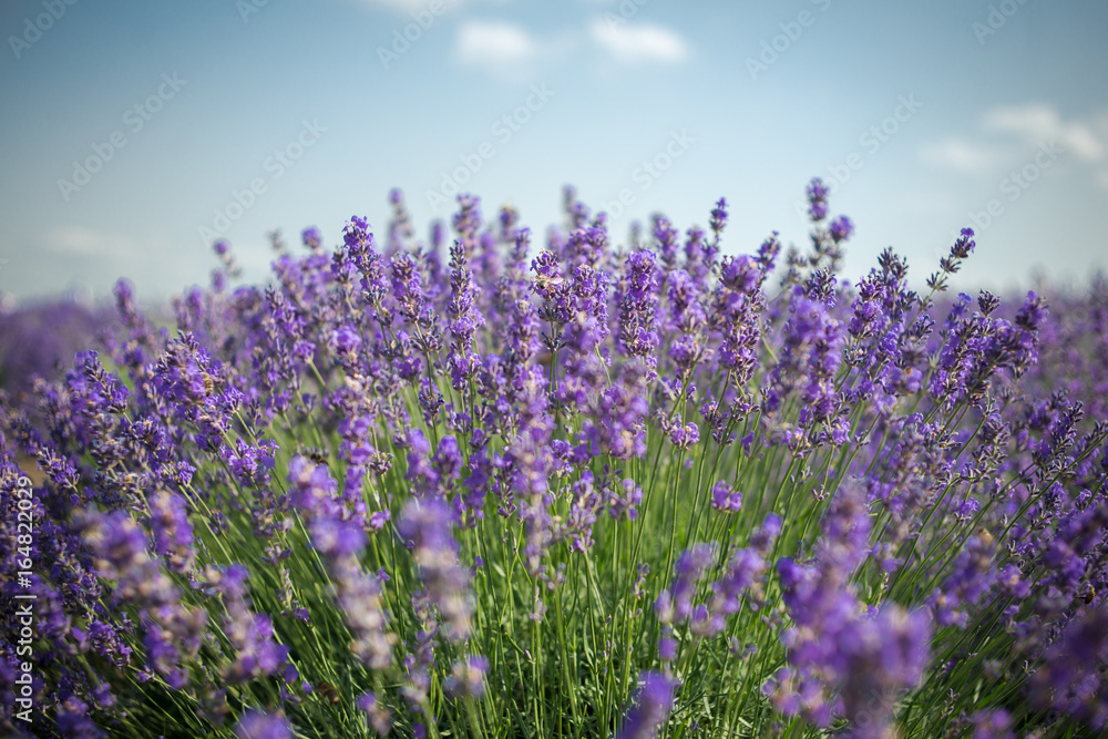 Naklejka premium Lavender bushes closeup on sunset. Sunset gleam over purple flowers of lavender. Bushes on the center of picture